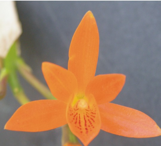 Cattleya aurantiaca